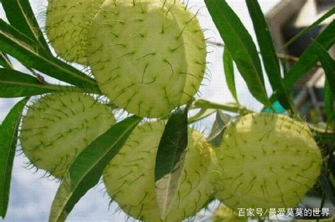 釘子花植物|氣球花